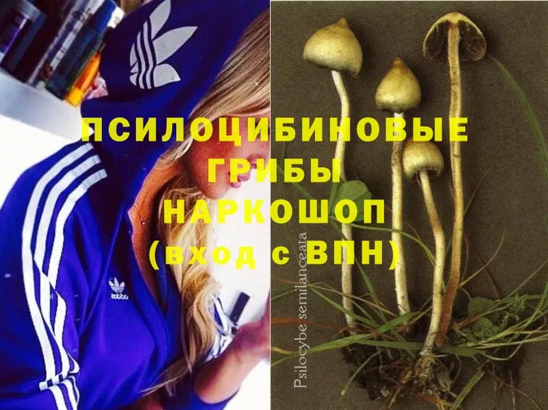 Галлюциногенные грибы Magic Shrooms  где можно купить наркотик  мега онион  Ижевск 